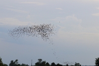 44760 Sturnus vulgaris (Storno)